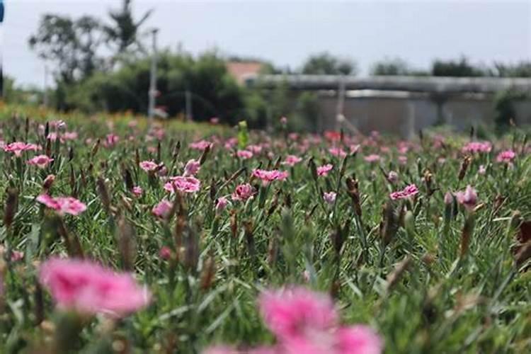 石竹开花前后怎么养护