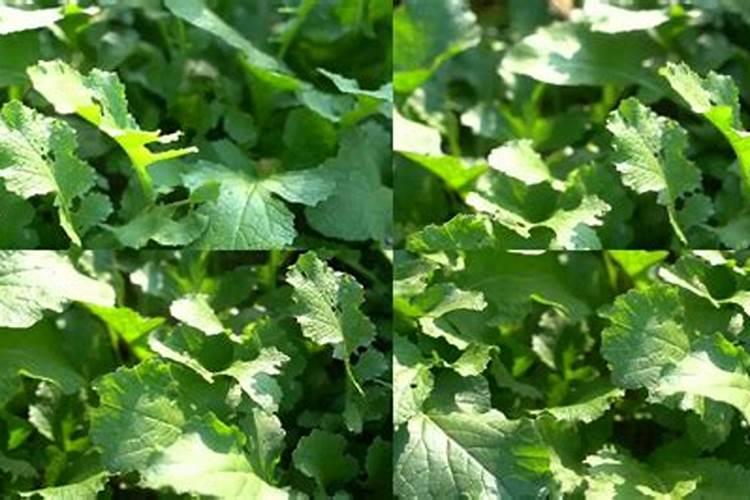 不管种植青萝卜、白萝卜还是红萝卜,肥料这样用,高产又好吃