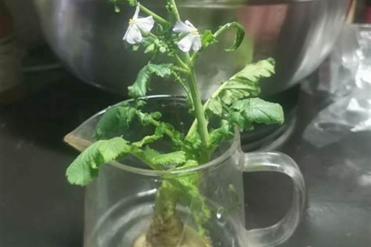 在白萝卜基肥使用上,该掌握哪些使用要领？