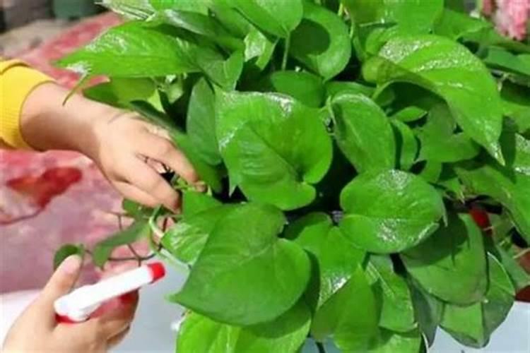 绿萝施肥方法有哪些