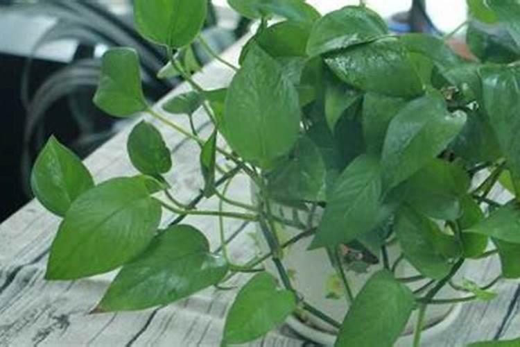 绿萝用什么肥料