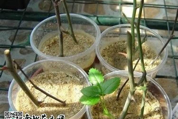 月季花多久施肥一次何时施肥如何施肥