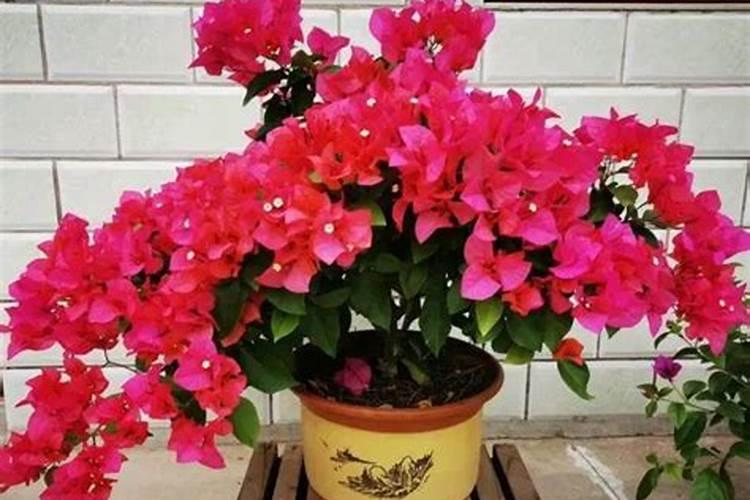 三角梅开花前应施什么肥料