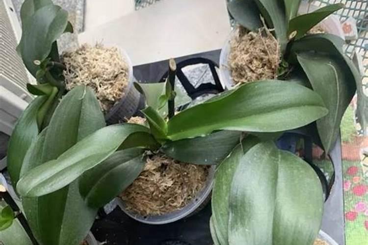 水溶肥给花怎样使用