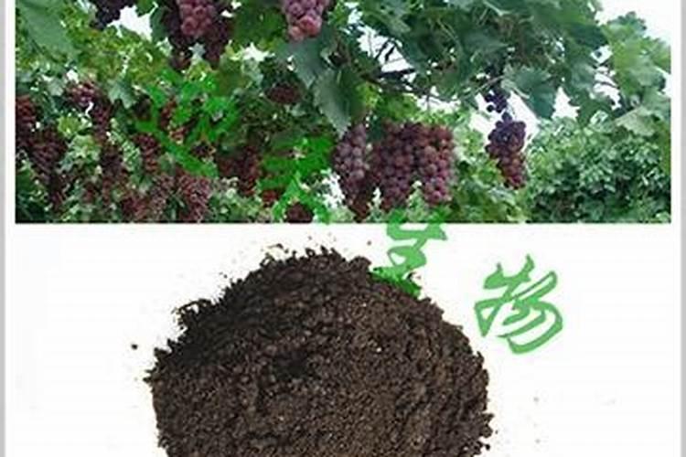 夏天养发财树要避开哪些问题
