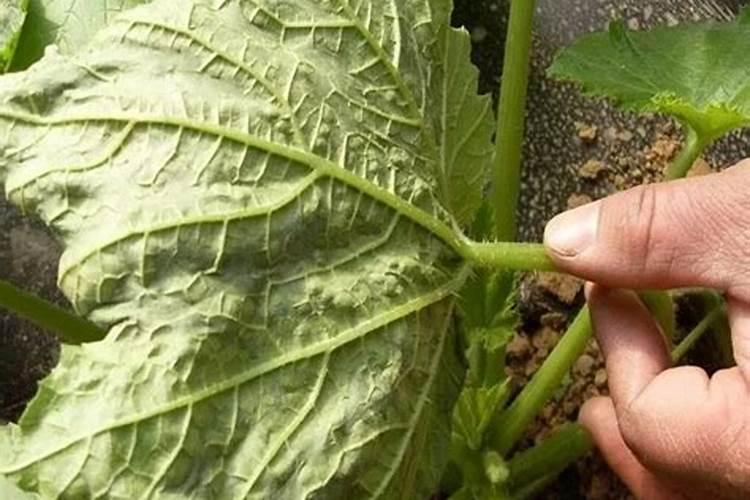 大棚种植西葫芦,在坐瓜后容易出现瓜不膨大的现象,该如何解决呢？