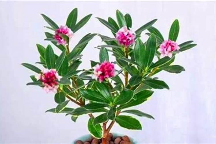 瑞香花夏天怎么养