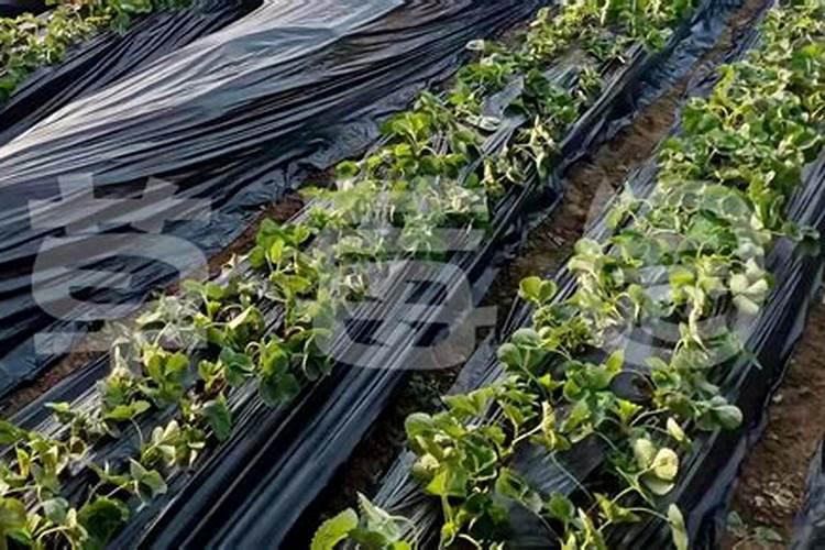 红颜大棚草莓什么时候盖地膜最好