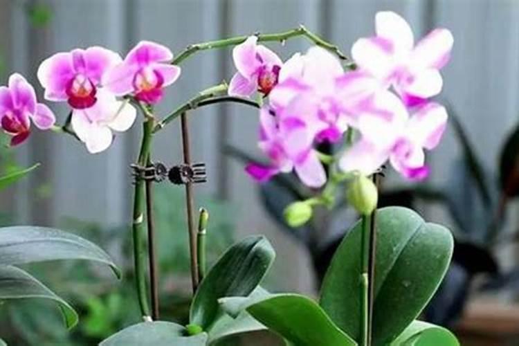 蝴蝶兰用什么养护花箭花朵蹭蹭冒