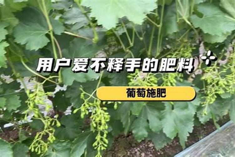 葡萄栽培在膨大着色期,应如何管理获得高产和好品质？