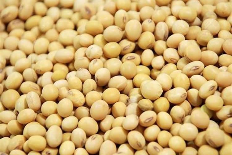 黄豆如何做肥料？
