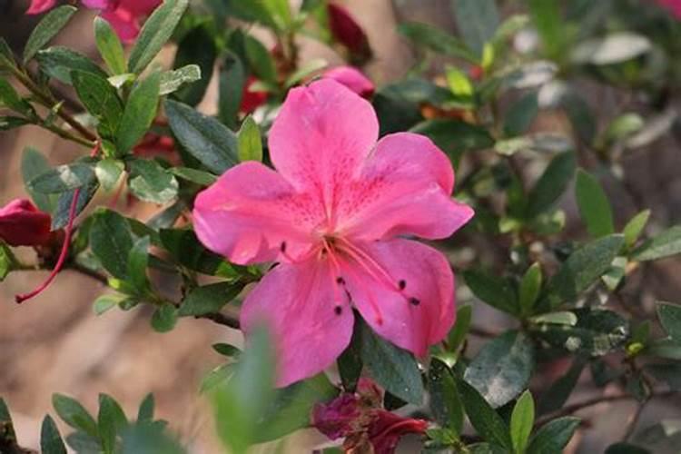 杜鹃花如何施肥