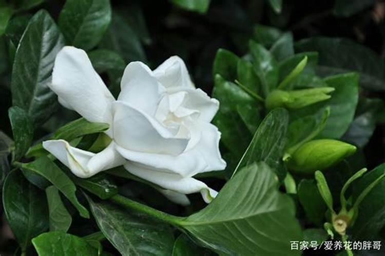 栀子花黄叶的处理方法