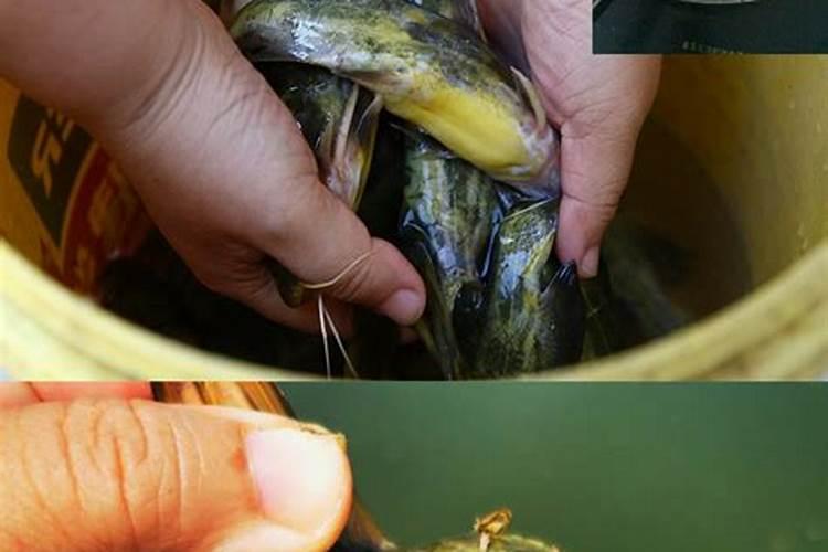 鱼产知识