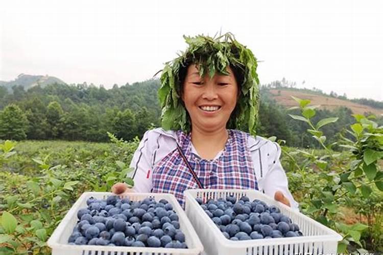 蓝莓多久施肥一次