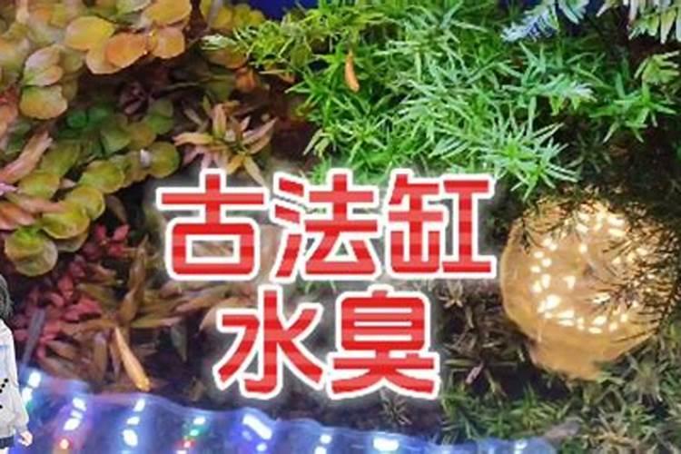 鱼蛋白为什么会发臭？