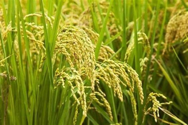 连续下雨后需要给蔬菜施肥吗