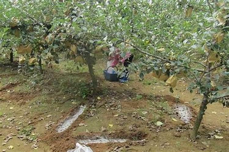 第一年种的果树苗期施什么肥