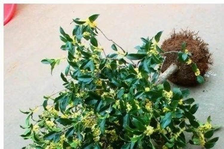 桂花树用什么肥好
