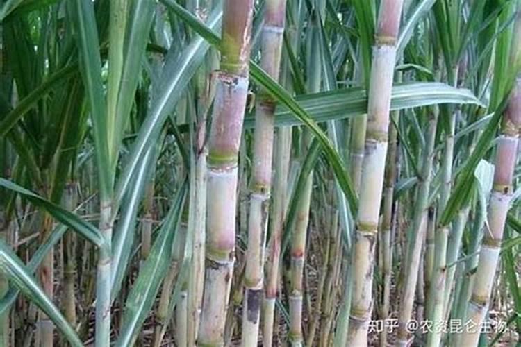 甘蔗多少天施一次肥