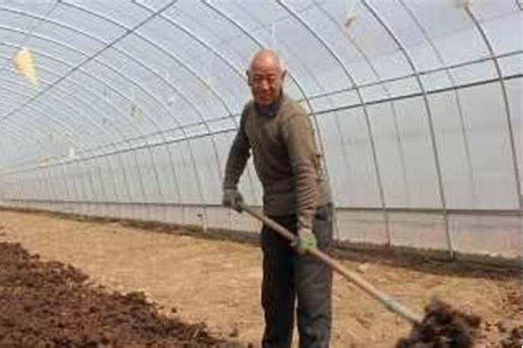 西瓜发芽了该怎么养西瓜发芽了怎么种植