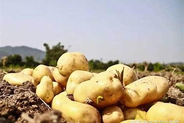 种植土豆用什么肥料好 种植土豆用的肥料