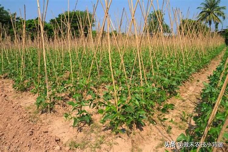 铵态氮是什么肥料
