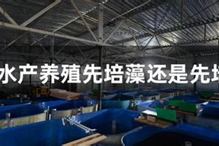 池塘里用了氨基酸和磷肥后,过多长时间可以投放虾苗？