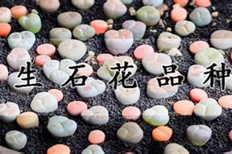 如何种植生石花 怎样种植生石花