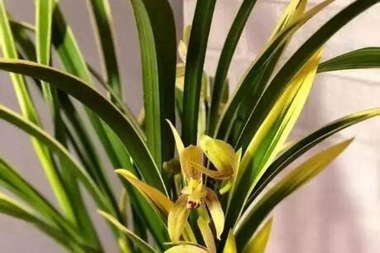 兰花什么时候施氮磷钾？