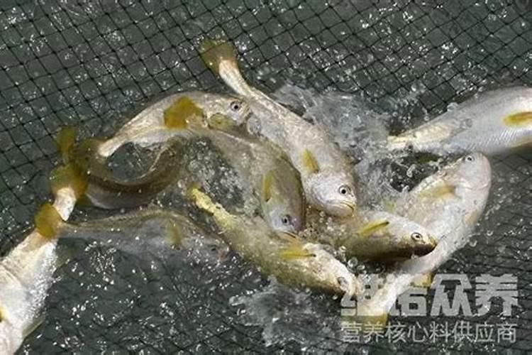 自来水养鱼需要添加什么