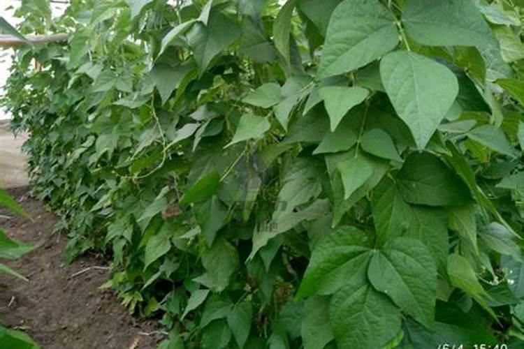 种豆角用什么肥料最好 种豆角用磷酸二氢钾肥可以吗