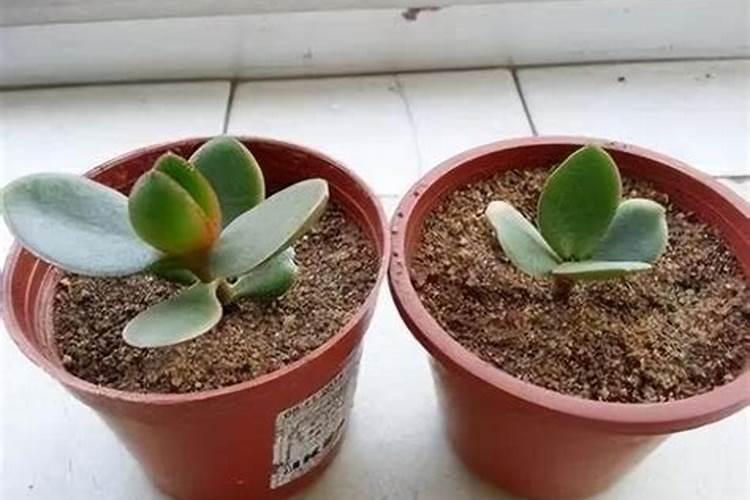养植玉树需要什么肥料？