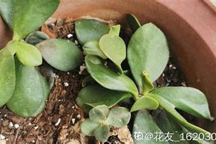 玉树如何浇水？每次浇多少合适？
