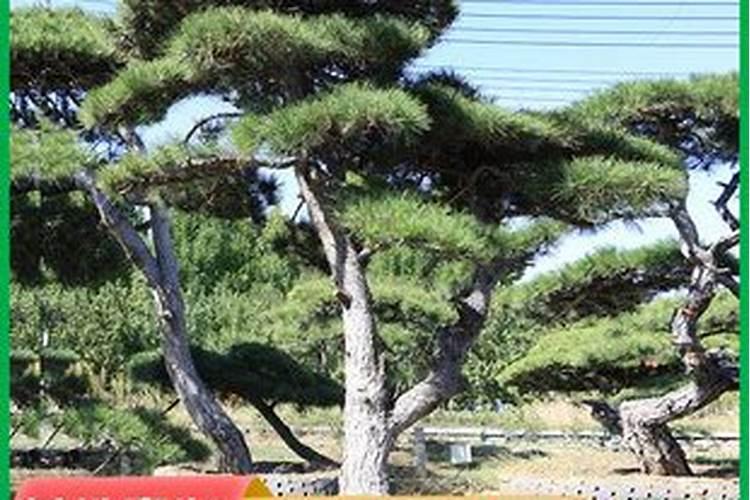 松树适用什么肥料？