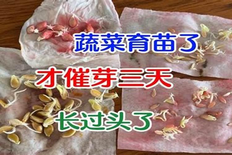 柚子树最佳施肥时间是哪时候 柚子树什么时候施肥
