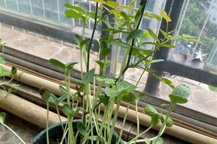 葡萄的最佳施肥时间是什么时候？