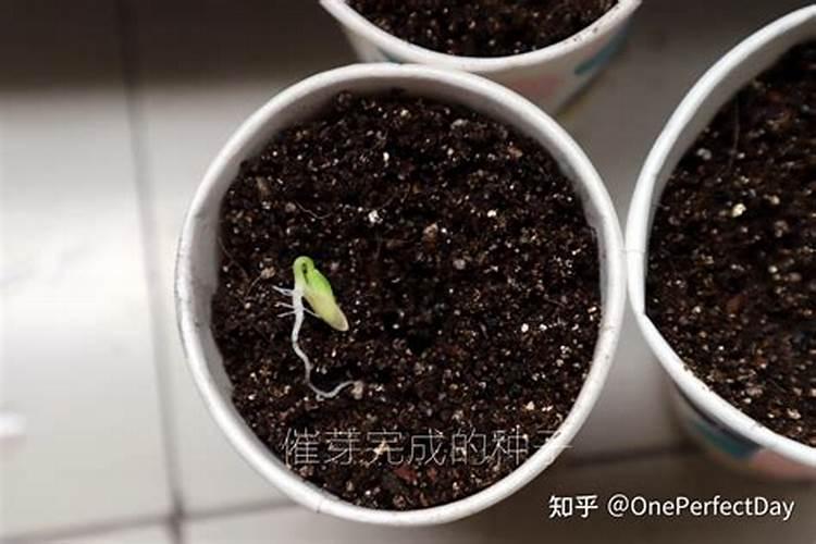 猕猴桃施肥方案和最佳时间