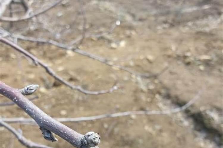 苹果花期要如何做可以实现苹果的丰产和增收？