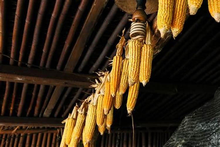 种玉米需要什么肥料最好
