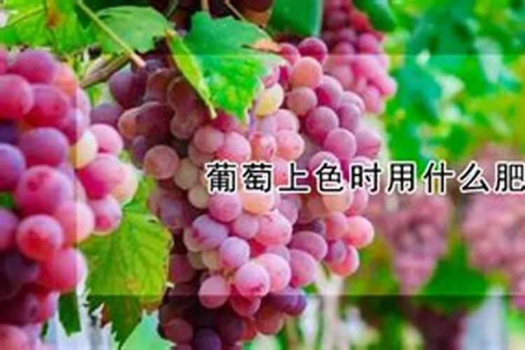 葡萄上色期施肥方法 葡萄转色期怎样施肥