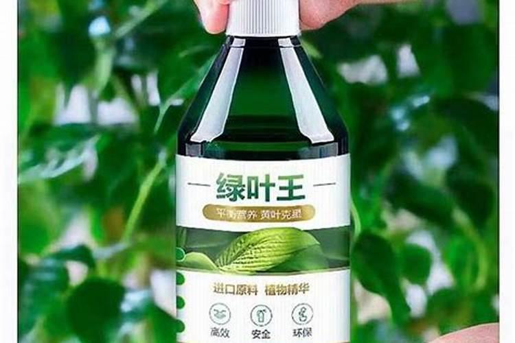 长寿花用营养液养还是用农家肥养好？