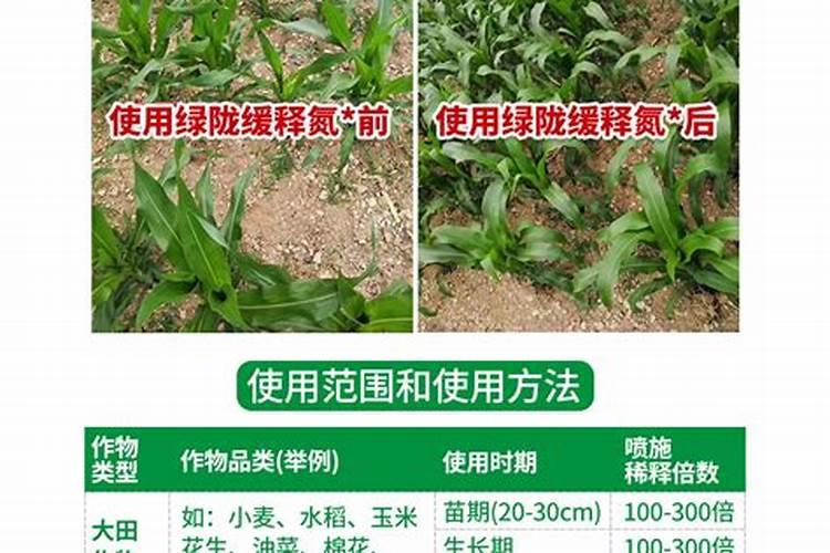 小麦苗期叶片发黄干枯是什么原因 小麦苗期可以打什么药