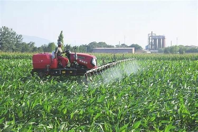 玉米控旺能加芸苔素吗 什么时候喷施效果好