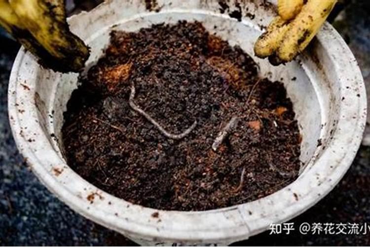 蚯蚓营养土可以直接种花吗