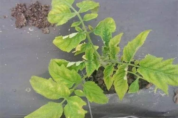 薰衣草的特点