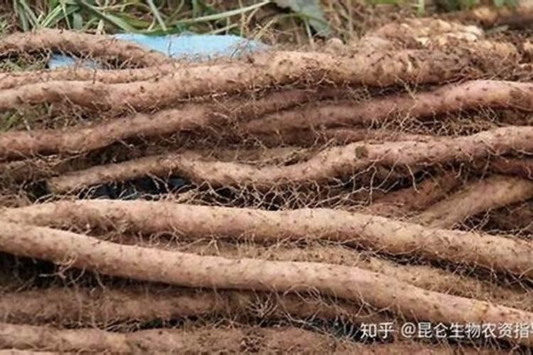 种山药用什么肥料最好
