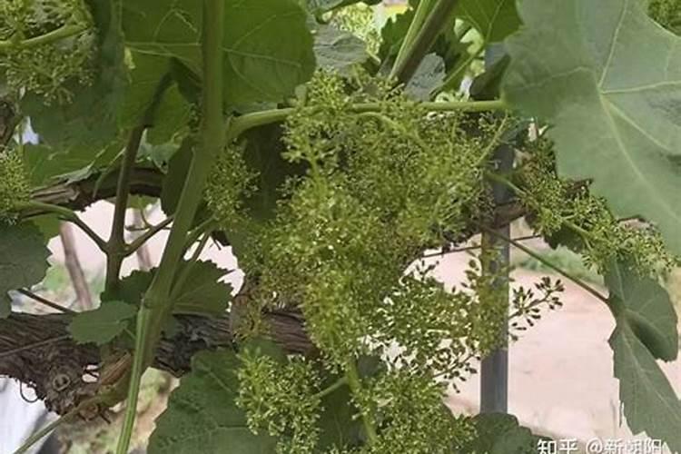种植葡萄需要什么肥料