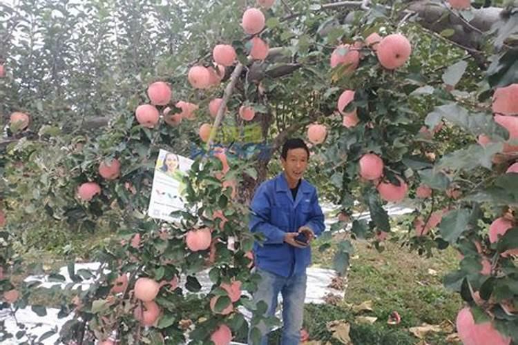 果树膨大期应该如何施用水溶性肥料