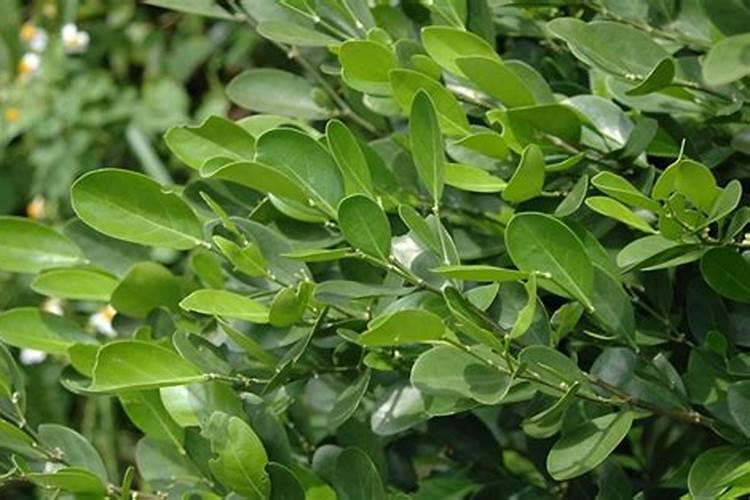黄杨用什么肥料